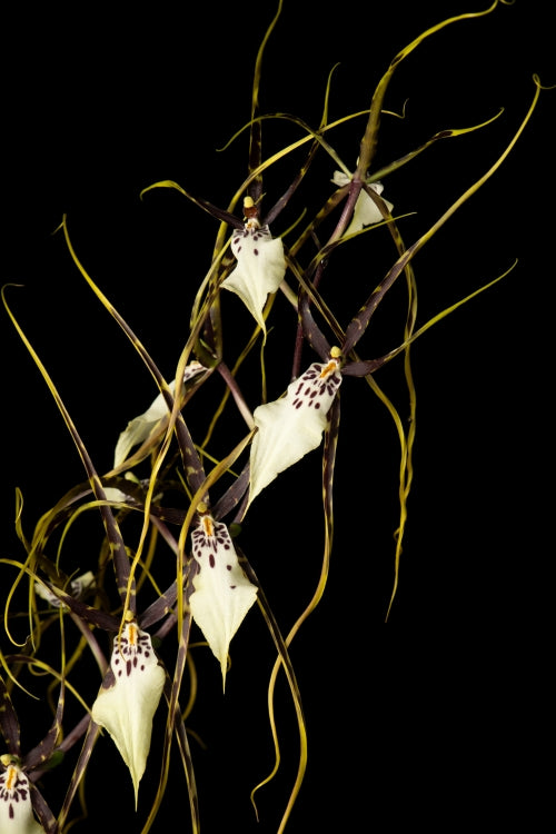 Brassidium Kenneth Bivin
