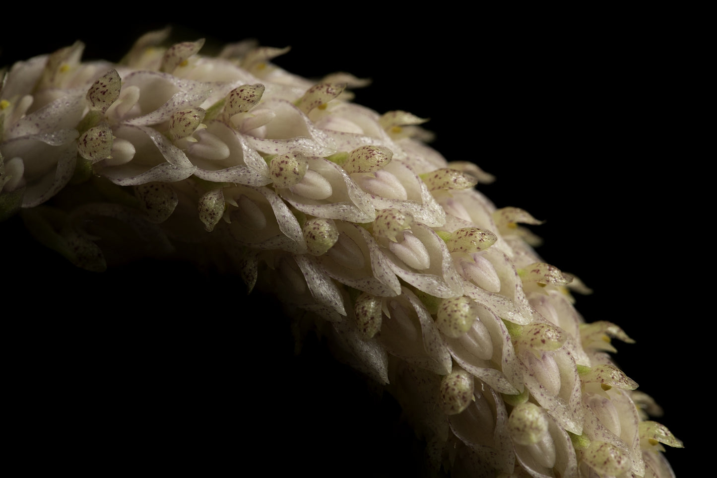 Bulbophyllum sicyobulbon 'Jardin botanique de Montréal'