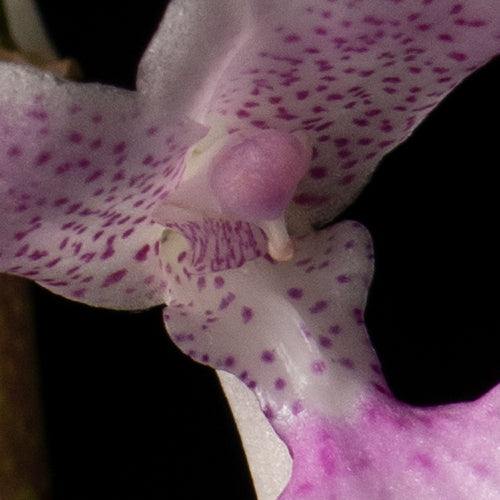 Comparettia macroplectron
