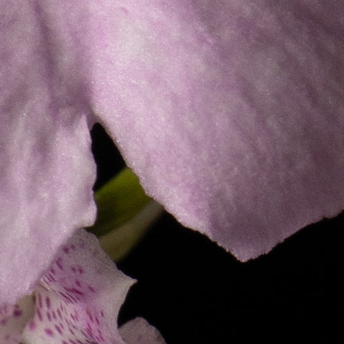 Comparettia macroplectron