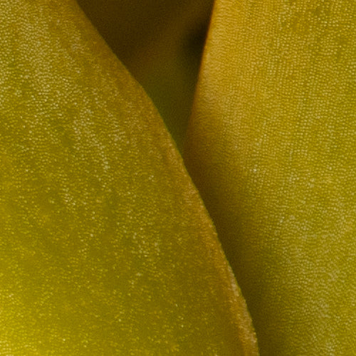 Cycnodes Super Swan 'Nicole Roy'