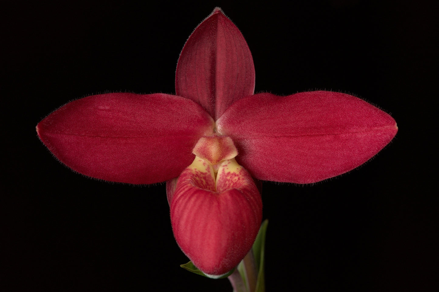 Paphiopedilum Jason Fischer