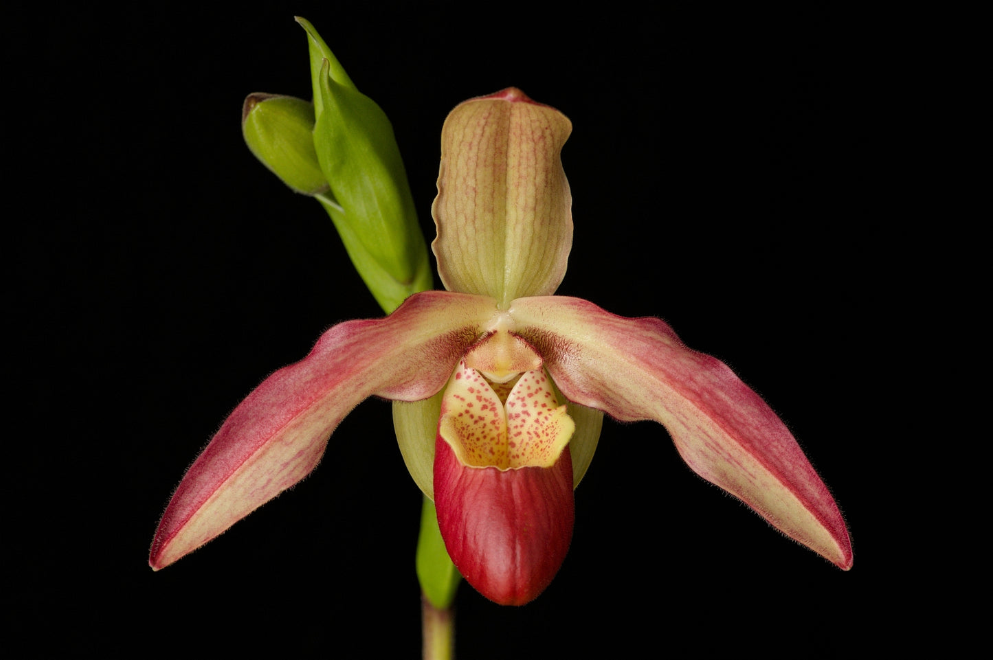 Phragmipedium Noirmont