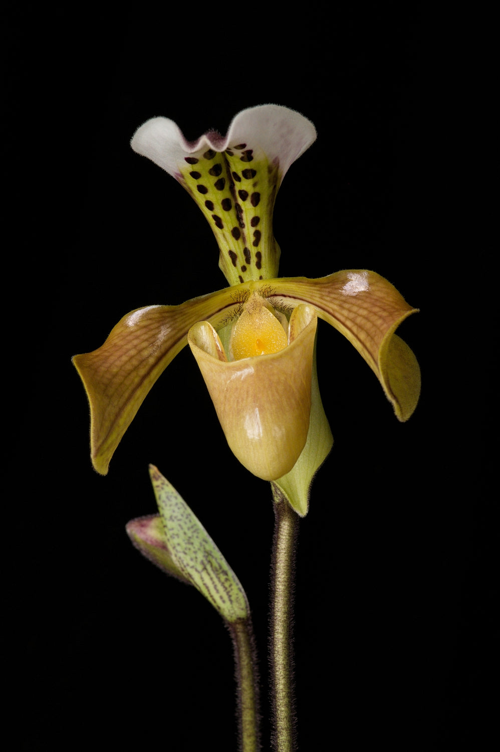 Paphiopedilum gratrixianum