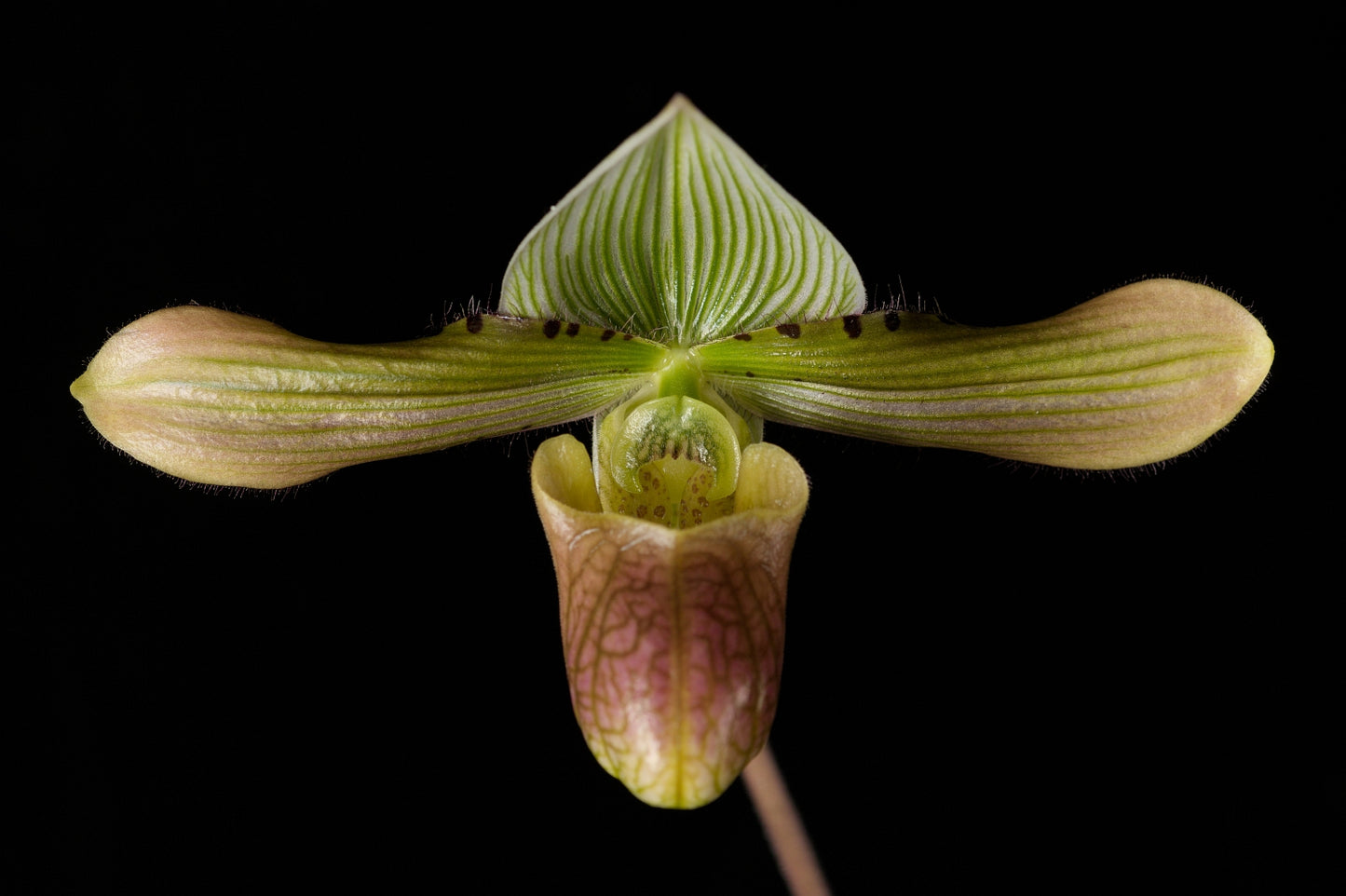 Paphiopedilum Sierra Sky
