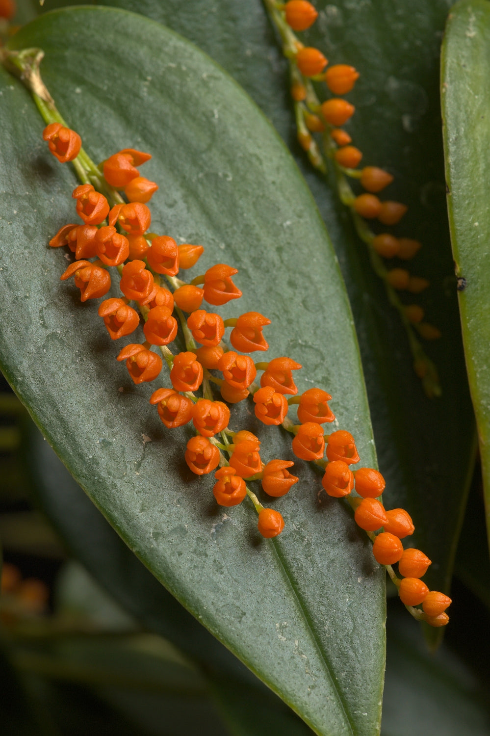 Pleurothallis truncata 'Jardin Botanique de Montréal'