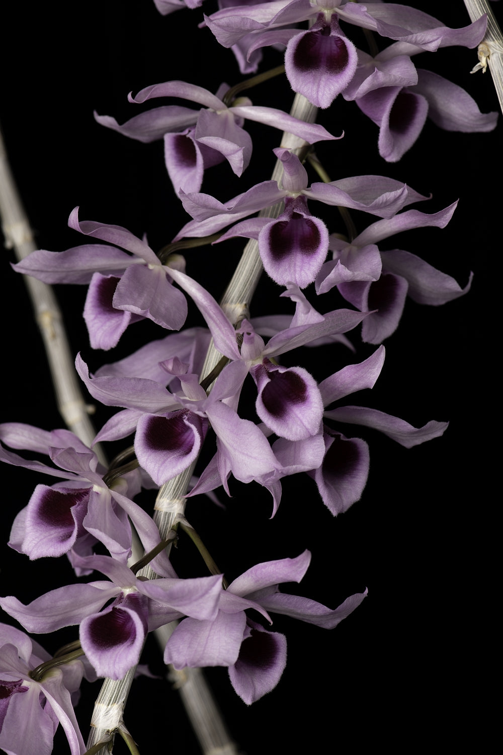Dendrobium anosmum
