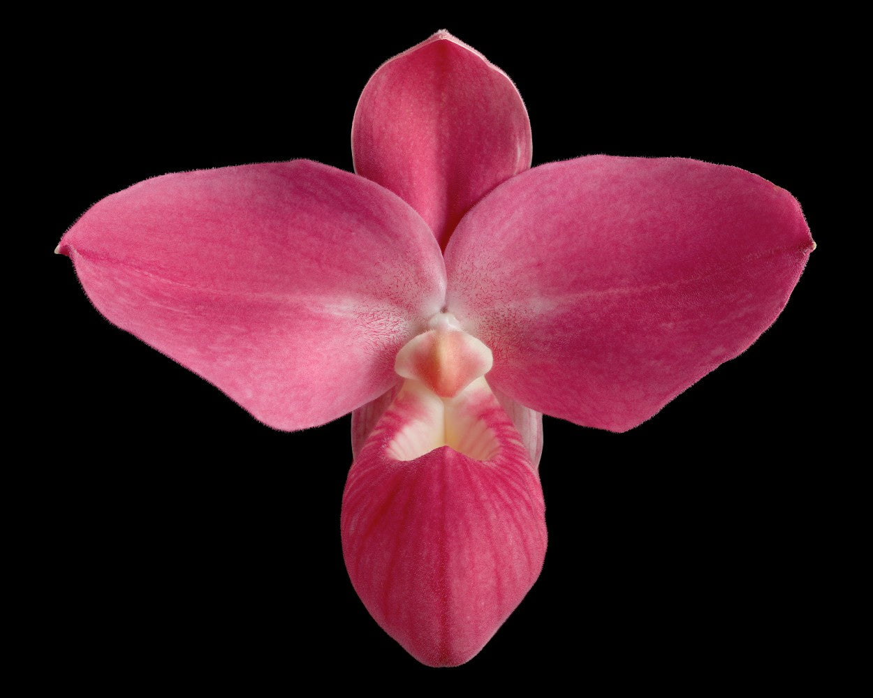 Phragmipedium Fritz Schomburg