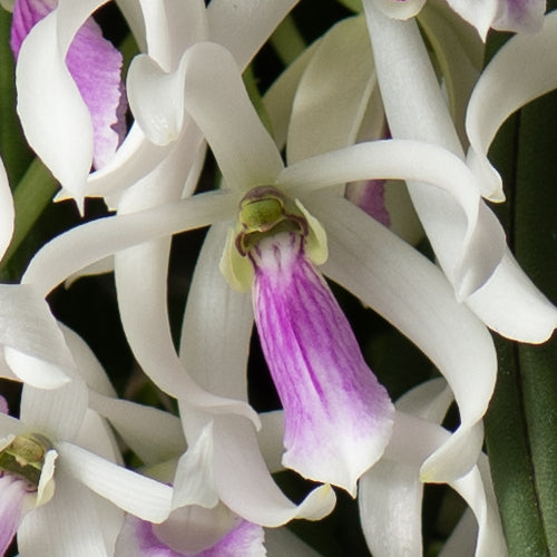 Leptotes bicolor