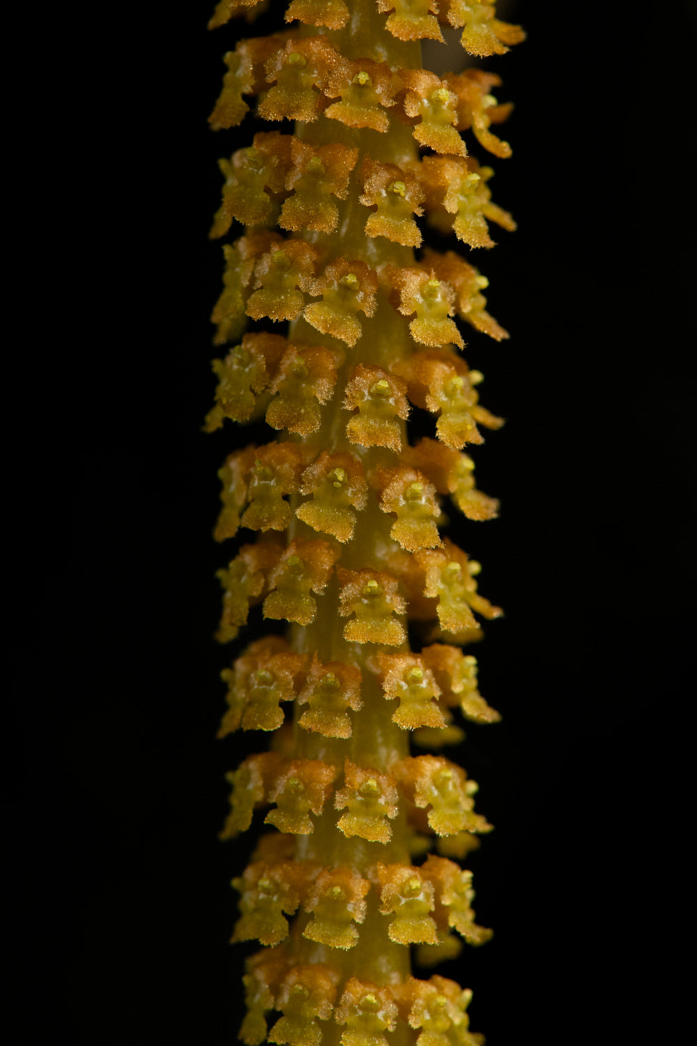 Oberonia ensiformis 'Madeleine'