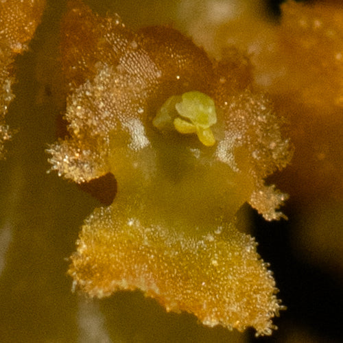 Oberonia ensiformis 'Madeleine'