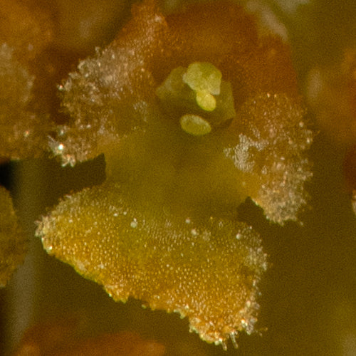 Oberonia ensiformis 'Madeleine'