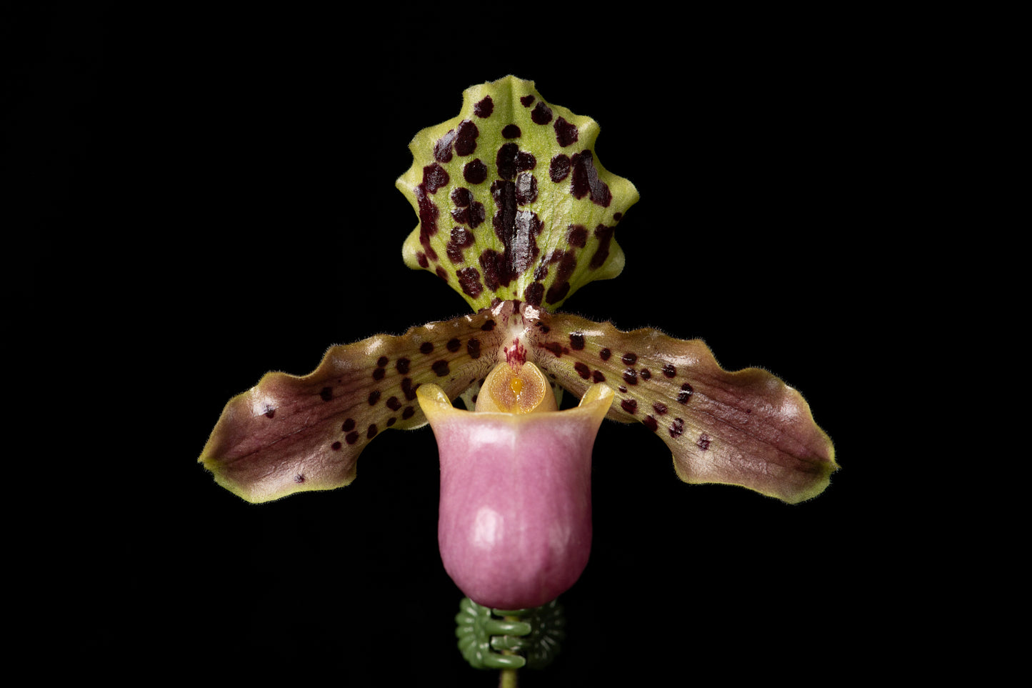 Paphiopedilum henryanum