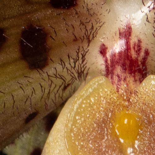 Paphiopedilum henryanum
