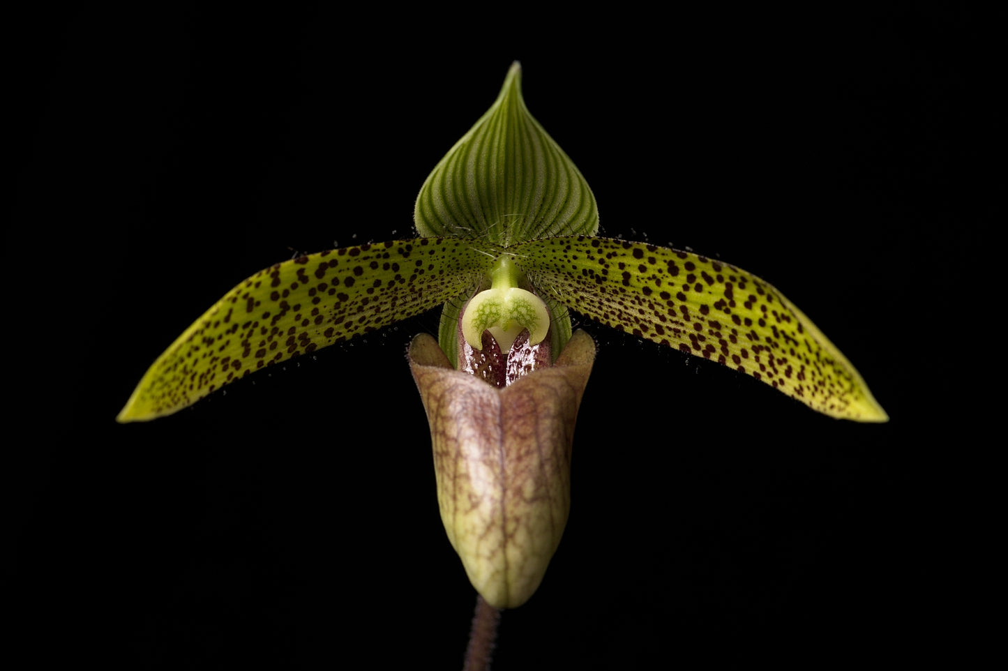 Paphiopedilum sukhakulii