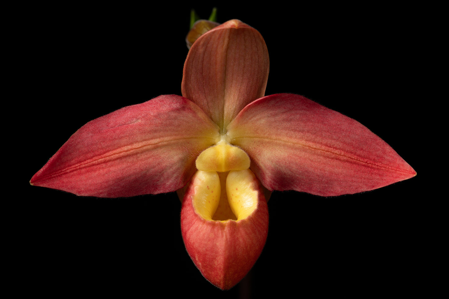 Phragmipedium Don Wimber