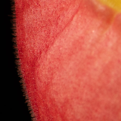 Phragmipedium Don Wimber