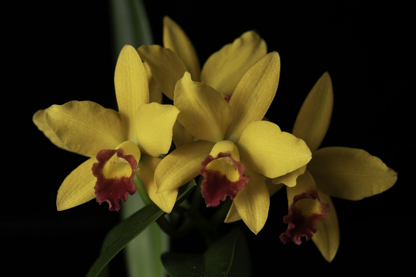 Rhyncholaeliocattleya Chianhao Beauty