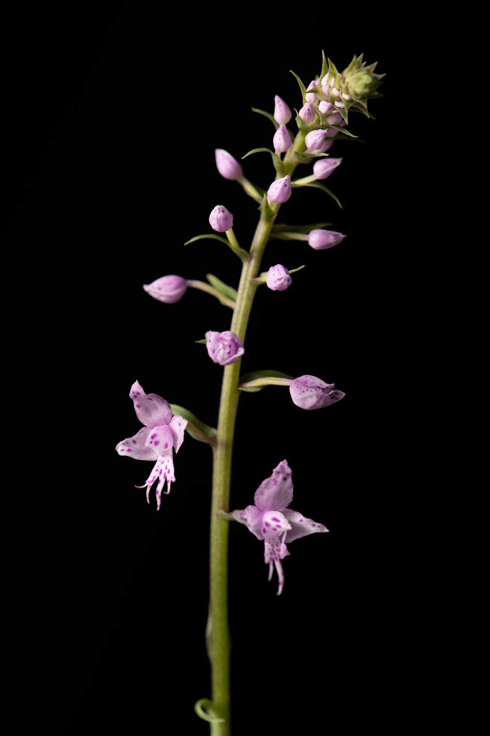 Stenoglottis fimbriata 'Lussier'