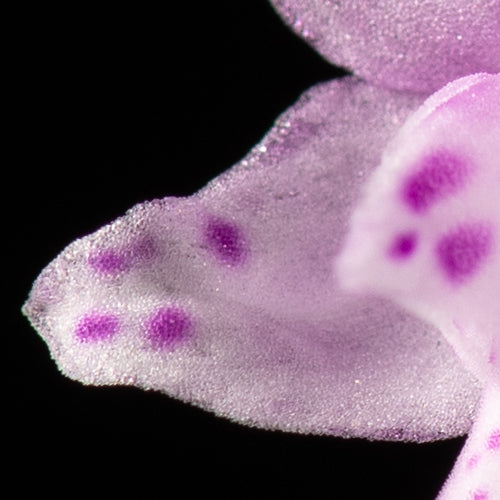 Stenoglottis fimbriata 'Lussier'