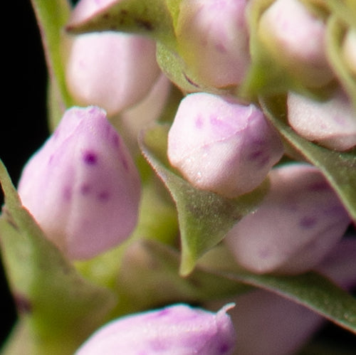 Stenoglottis fimbriata 'Lussier'