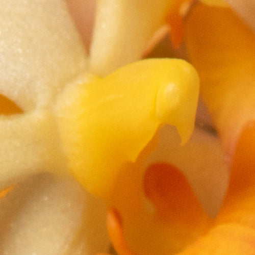 Vandaenopsis Pulcherrimin