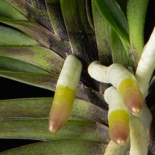 Vanda falcata Sekirei
