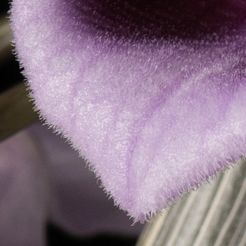 Dendrobium anosmum