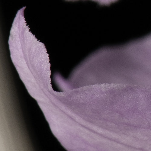 Dendrobium anosmum