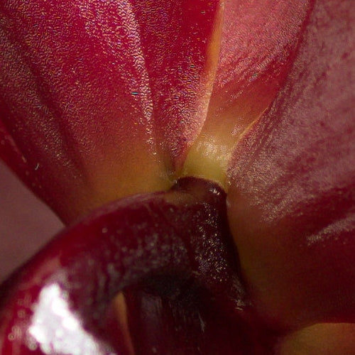 Cycnoches Taiwan Orange 'Blancq'