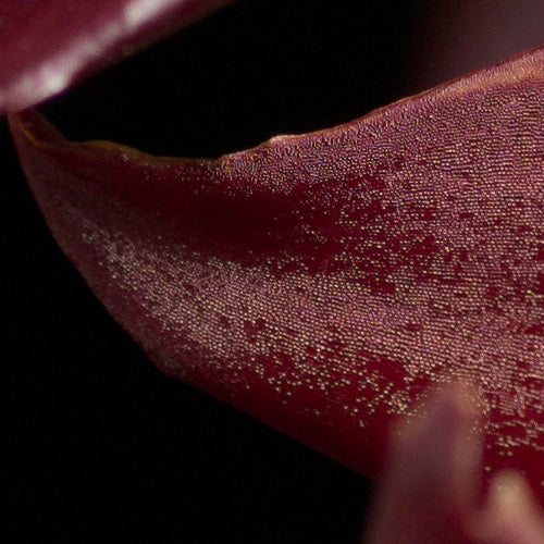 Paphiopedilum gratrixianum