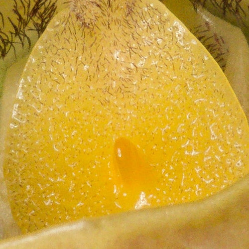 Paphiopedilum gratrixianum