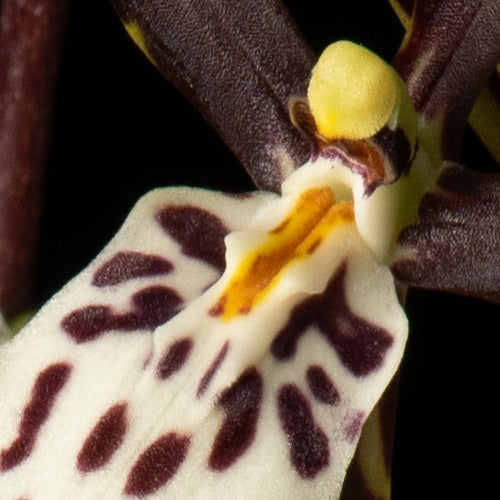 Brassidium Kenneth Bivin