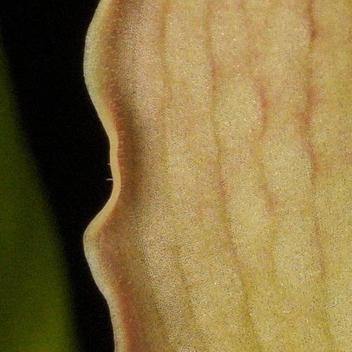 Phragmipedium Noirmont