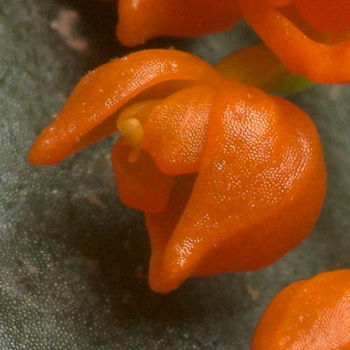 Pleurothallis truncata 'Jardin Botanique de Montréal'