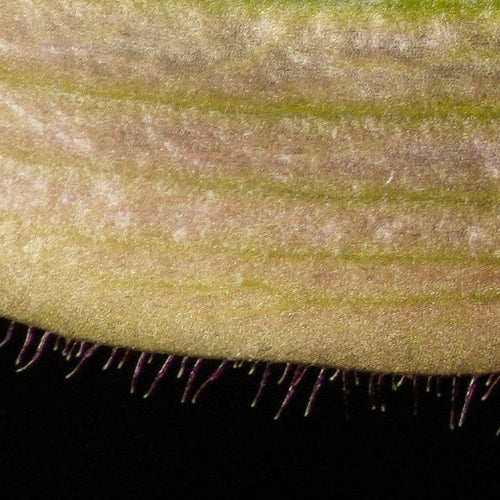 Paphiopedilum Sierra Sky