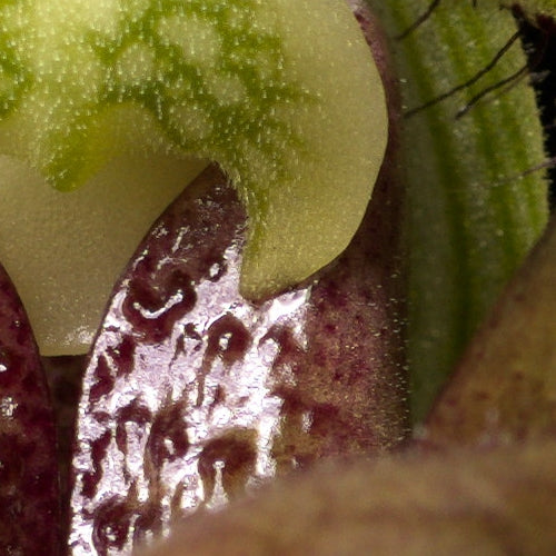 Paphiopedilum sukhakulii