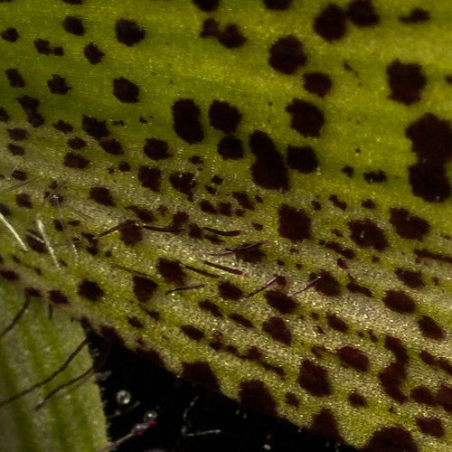 Paphiopedilum sukhakulii