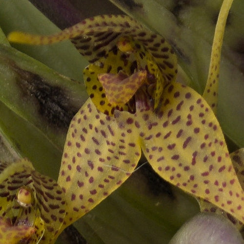 Dryadelle zébrine
