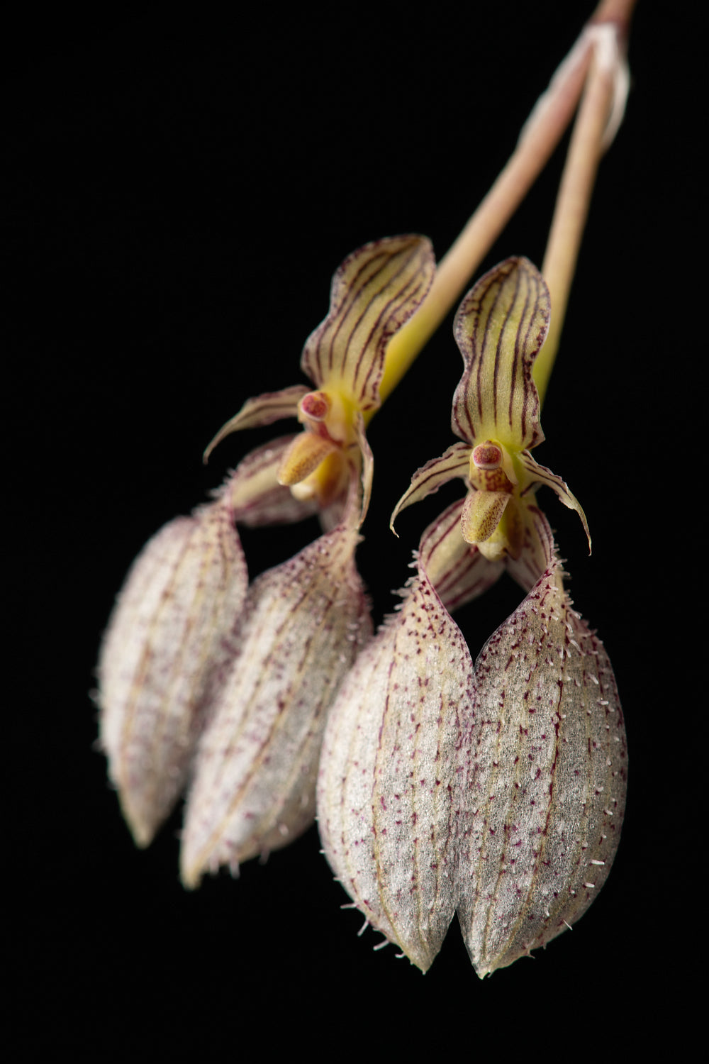 Bulbophyllum polliculosum