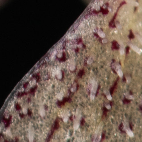 Bulbophyllum polliculosum