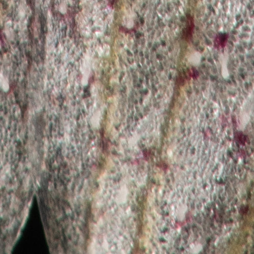 Bulbophyllum polliculosum