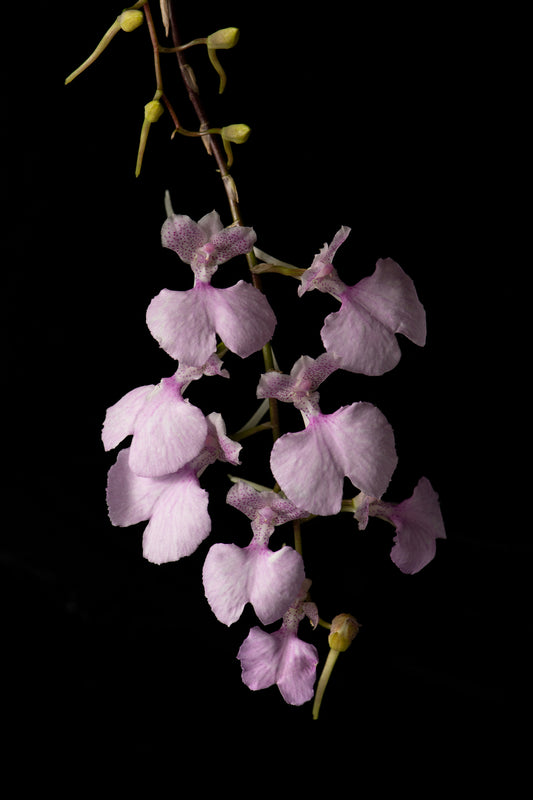 Comparettia macroplectron