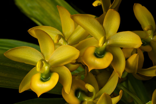 Cycnodes Super Swan 'Nicole Roy'