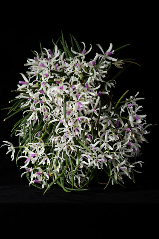 Leptotes bicolor