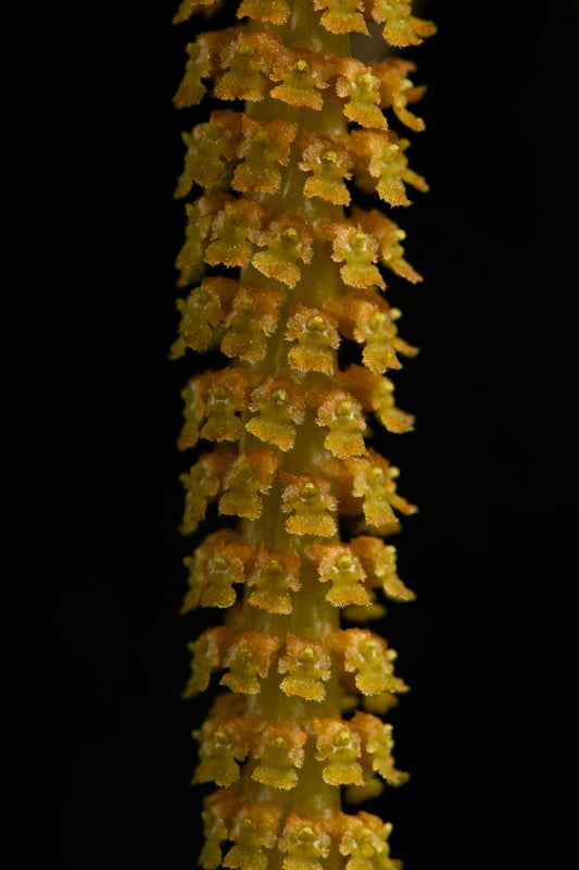 Oberonia ensiformis 'Madeleine'