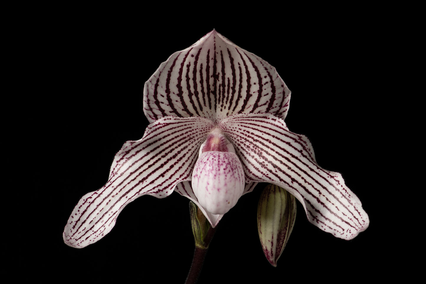 Paphiopedilum Woluwense