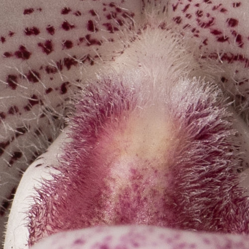 Paphiopedilum Woluwense