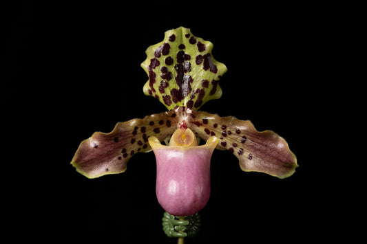 Paphiopedilum henryanum