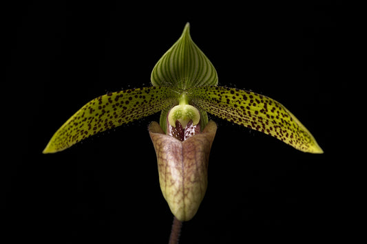 Paphiopedilum sukhakulii